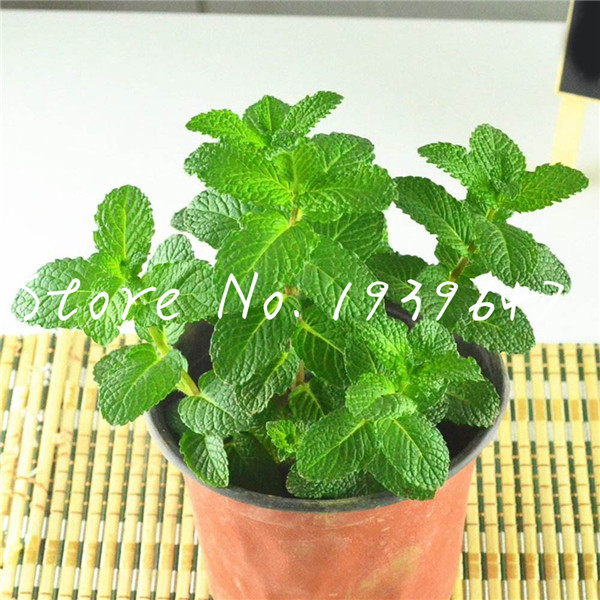 

100 Pcs seeds Spearmint Mint bonsai Edible Catnip Plant Flower Non-GMO Vegetable Bonsai Herb for Home Garden Easy to Grow Natural Growth Variety of Colors