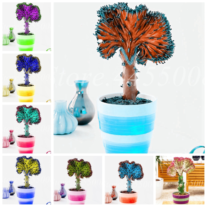 

100 Pcs seeds Spurge Bonsai Succulents Lucky Plants Indoor Potted Home Garden Blooming Flower Pot Planters Easy to Grow Fast Growing Plantin