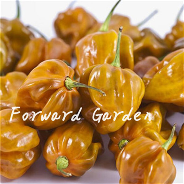 

100 Pcs seeds Sweet Bell Hot Pepper Bonsai Vegetables Paprika, Home Bonsai Plant Four Seasons Garden Terrace Potted Vegetable Organic Non-GMO Delicious Tasty