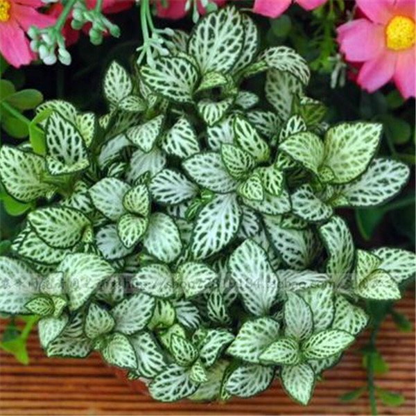 

500pcs Textured grass Natural Growth Flower Fresh Seeds for Patio Lawn Garden Supplies Bonsai Plants Purify The Air Absorb Harmful Gases All for a summer residence