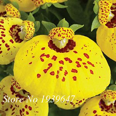 

100pcs seeds Flower Calceolaria Herbeohybrida Indoor & Outdoor Plant Bonsai Patio Terrace Potted Plant for Garden Flore Decorative Landscaping Aerobic Potted