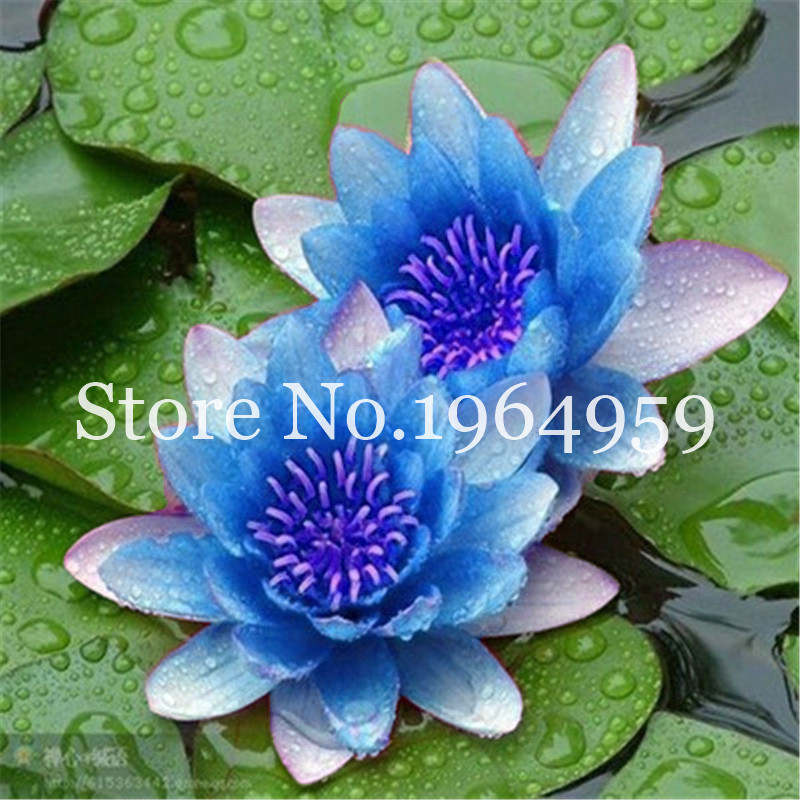 

5 Pcs Lotus seeds Flower Aquarium Water Plant Bowl Lotus Hydroponic Bonsai Plant Flowers Mini Garden All for a summer residence Natural Growth Variety of Colors