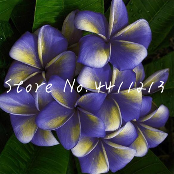 

100 Pcs seeds /bag Garden Plumeria Bonsai Frangipani Mixed Color EggFlower Rubra Decor Romance Potted Plant DIY Home Pot Planting Natural Gr