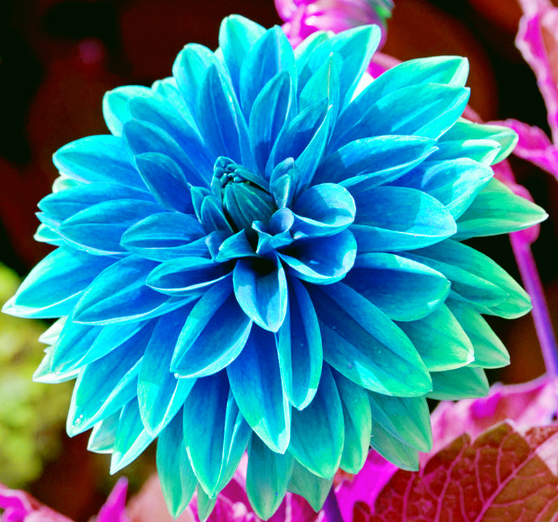 

100pcs Dahlia Flower Seeds Bonsai Rare Plants for The Garden Purify The Air Absorb Harmful Gases The Germination Rate 95% Variety of Colors Radiation Protection