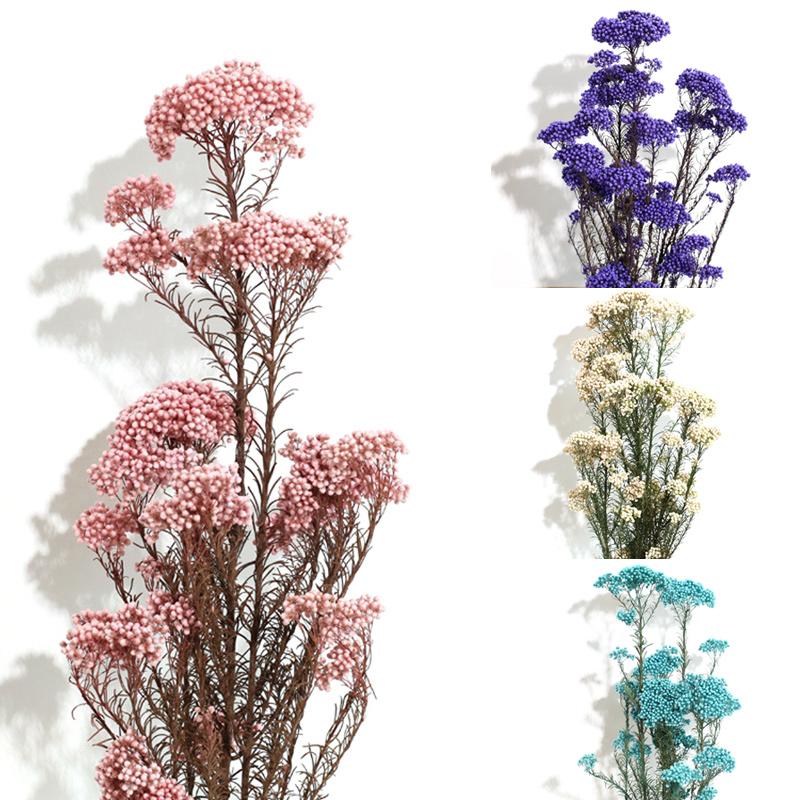 

Natural Dried Fresh Preserved Millet Flower,Eternal Dry Flower Ramillete Flores,Forever Flower Diy Material, Blue