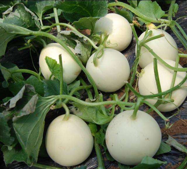 

20pcs seeds Japan Muskmelon Tops Cantaloupe Fruit Honey Dew Green Fresh Fruit Delicious Melon Bonsai Flower Potted Plant The Germination Rate 95% Fast Growing