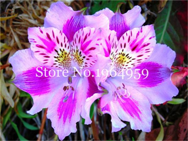 

100Pcs seeds Peruvian Lily Bonsai Rare Alstroemeria Flower Mixed Beautiful For Home Garden Plant Germination 95% Natural Growth Variety of Colors Aerobic Potted