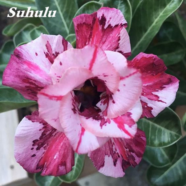 

New Variety 5 pcs adenium Seeds Garden Indoor Flowers Balcony & Courtyard Purifying Air Bonsai Plant The Budding Rate 95%