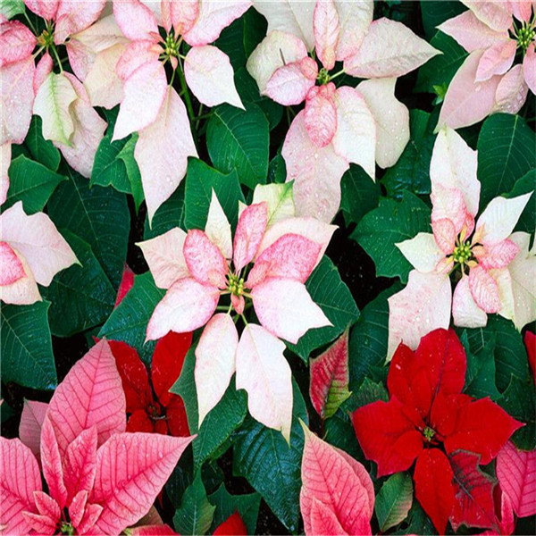 

100pcs Poinsettia Variety of Colors New Arrival Natural Growth Fragrance Garden Home Decor Fruit Flower Plant Aerobic Potted Garden Decorations