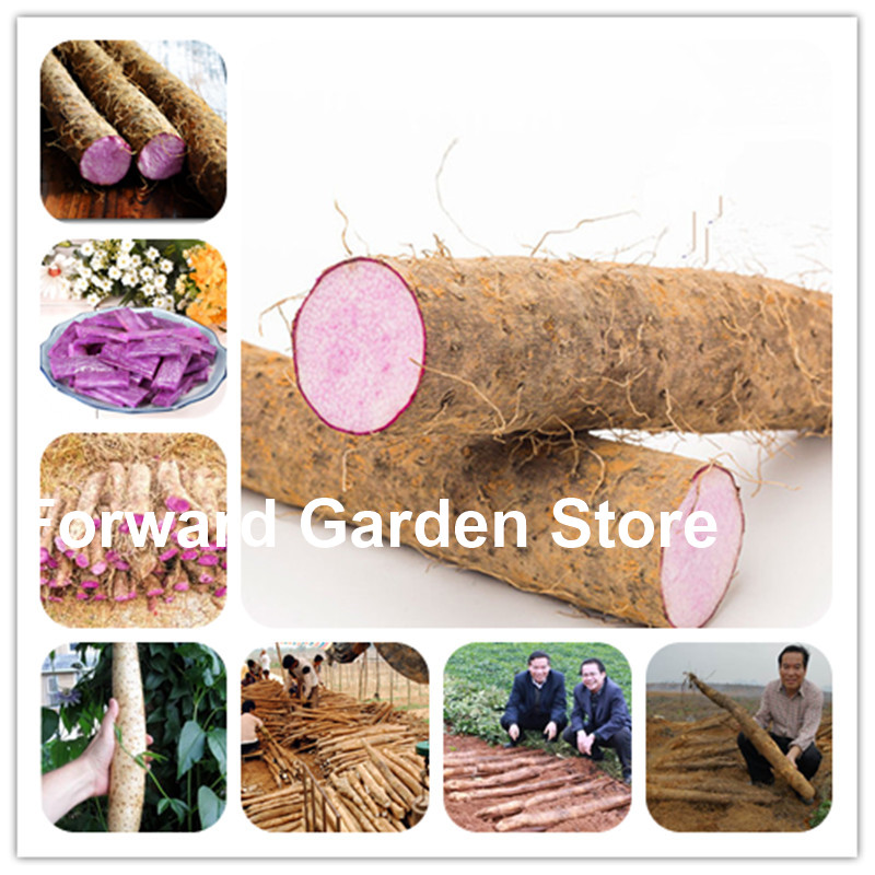 

Chinese Yam Bonsai 100 Pcs Medicinal Vegetables Rhizoma Dioscoreae Opposita Thunb Plants Growing For Home Garden Natural Growth Variety of Colors Aerobic Potted