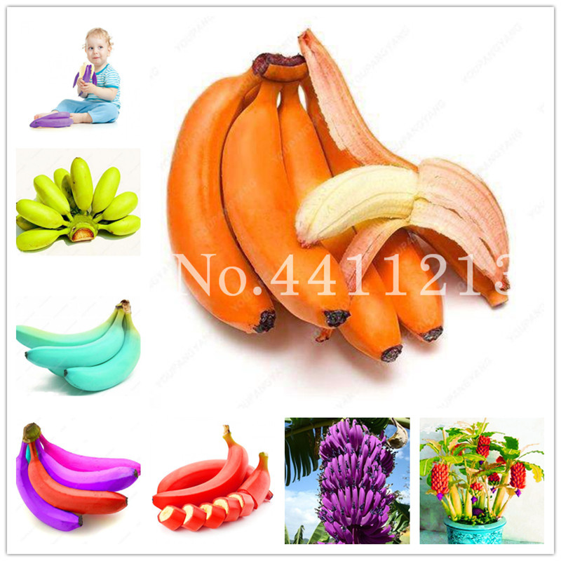 

100 Pcs seeds /bag Bonsai Banana Plants Outdoor Perennial Interesting Plants Milk Taste Delicious Fruit Tree Pot For Home & Garden The Budding Rate 95% Aerobic Potted