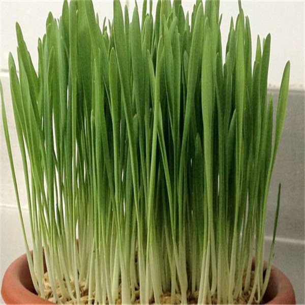 

1000pcs Cat Grass Natural Growth Unique Artistic Flower Seeds for Patio Lawn Garden Supplies Bonsai Plants Beautifying And Air Purification The Budding Rate 95%