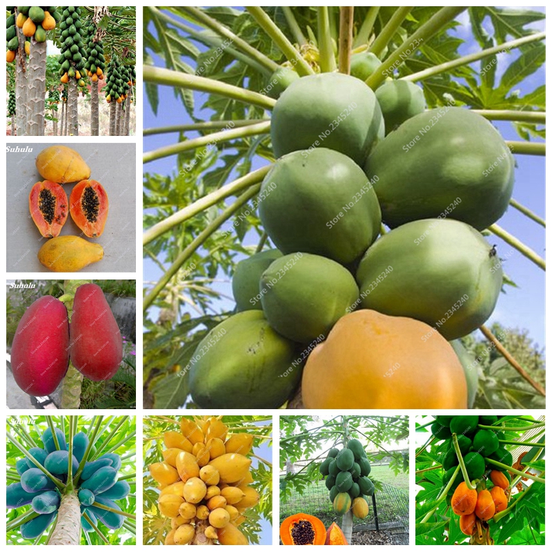 

50pcs seeds /bag japanese organic papaya tree carica bonsai for garden vegetable fruits plants outdoor tropic Organic Non-GMO Fresh Showy De