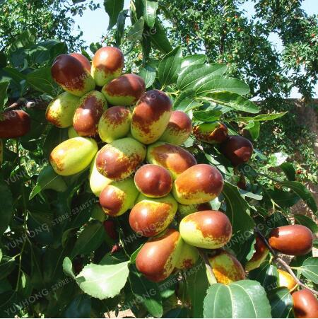 

10pcs seeds /lot Bonsai Very Sweet Health Organic Ziziphus Jujube Red Plant Fruit Vegetable For Diy Home Garden The Germination Rate 95% Decorative Landscaping