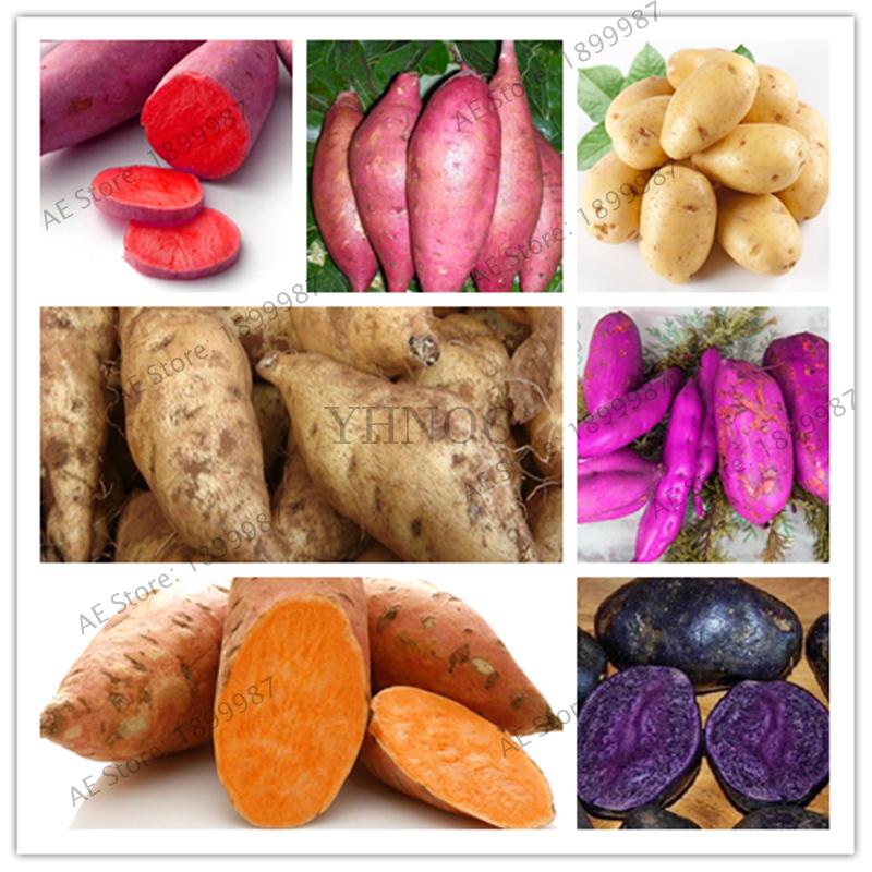 

100pcs Giant Purple Potato Plant Evergreen Plants Home Garden Bonsai Tree Anti-wrinkle easy to grow The Germination Rate 95% Decorative Landscaping Planting Season