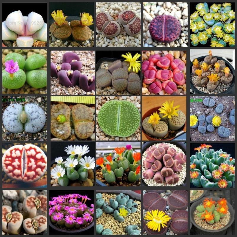 

Decorative Flowers & Wreaths 20pcs Fresh Real Succulent Lithops Cactus Semillas~Living Stones Pseudotruncatella1
