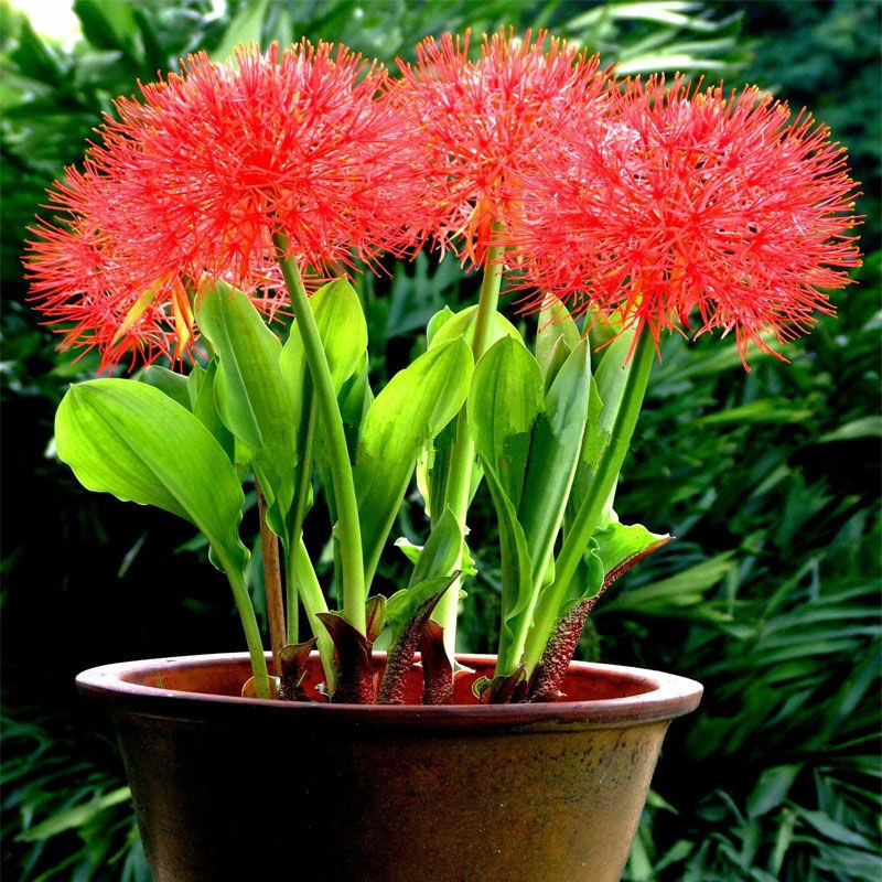 

50pcs Lycoris Showy Flower Seeds for Patio Lawn Garden Supplies Bonsai Plants Organic Non-GMO Natural Growth Variety of Colors Purify The Air Absorb Harmful Gases