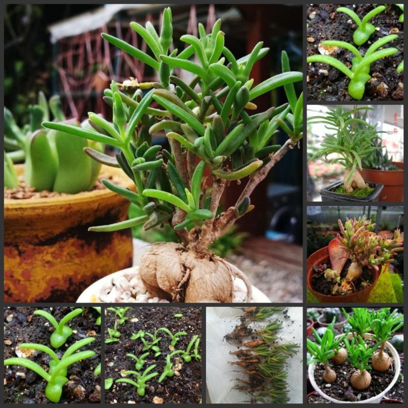 

100pcs Fresh Real Delosperma Oobonsai succulents (Binghua)1, Red