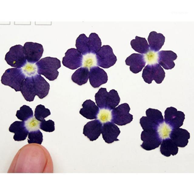 

natural dried Plum Verbena DIY filler material Small Pressed Flowers 1 lot / 120pcs Free shipment1, Purple