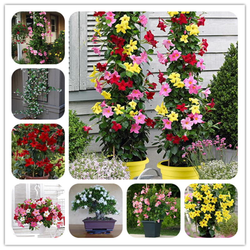 

50 Pcs seeds Rare Climbing Jasmine Flower Bonsai, Colorful Bonsai Fragrant Plant Arabian Plant Light Up Your Garden Decorative Landscaping Radiation Protection