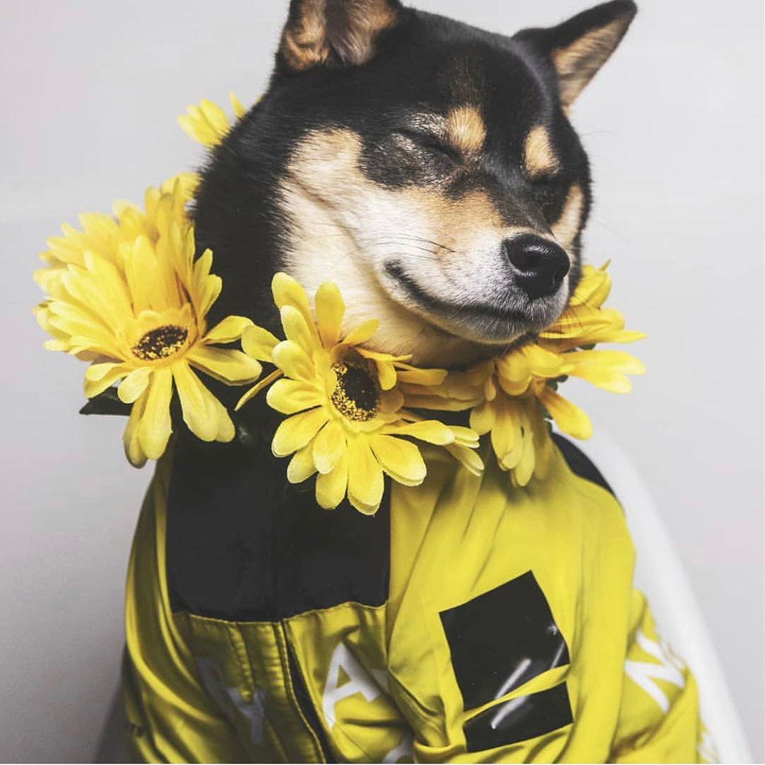 

New Pet Dog Clothes Raincoat for Pet Clothing For Small Big Dog French Bulldog Pug Dogs Hoodies Windbreaker Jacket For Dog 5XL
