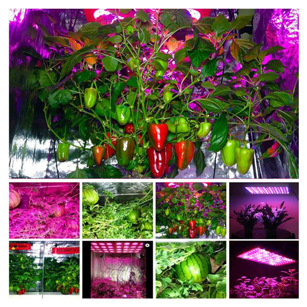 1200W High intensity Dual Chips 380-730nm Full Light Spectrum LED Plant Growth Lamp White Low heat Indoor-image-636804363