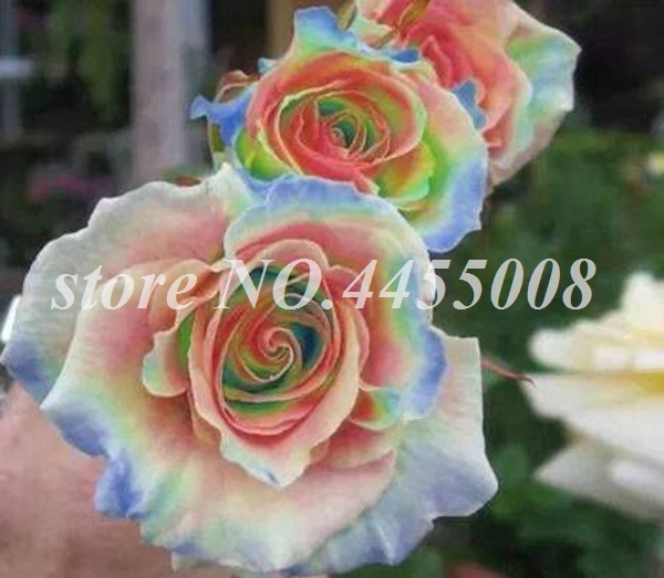 

100 pcs rose seeds Flowers Natural Growth Variety of Colors All for a summer residence Beautifying And Air Purification Germination Rate 95% Decorative Landscaping