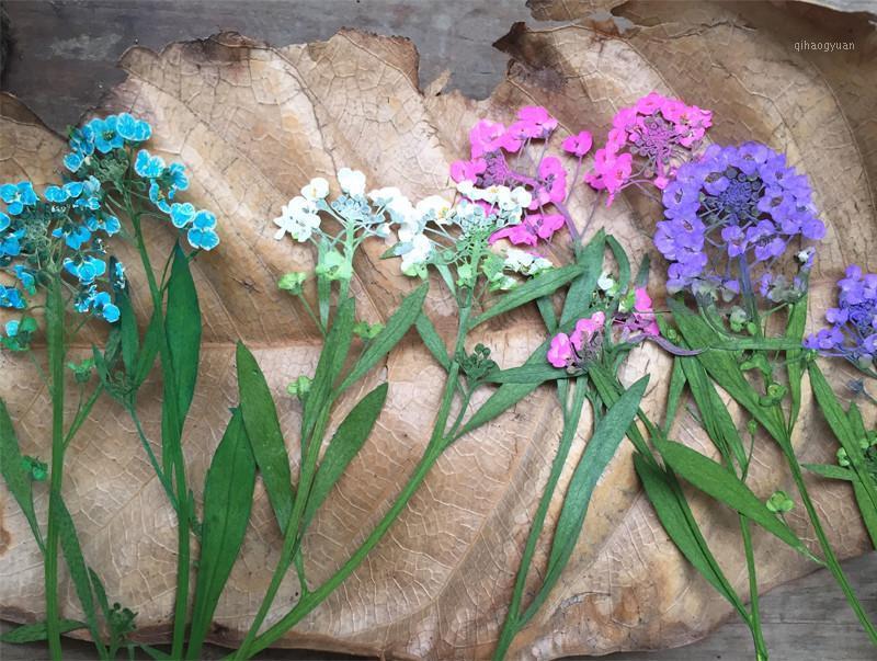 

2020 New Sweet Alyssum Decorative flowers for home dried flower press flower free shipment 1 lot / 120 pcs1, Purple