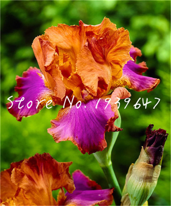 

100 pcs seeds Bonsai Iris Flower Perennia garden Rare flores bearded iris plantas, Nature plants Orchid Fresh Showy Natural Growth Variety of Colors Aerobic Potted