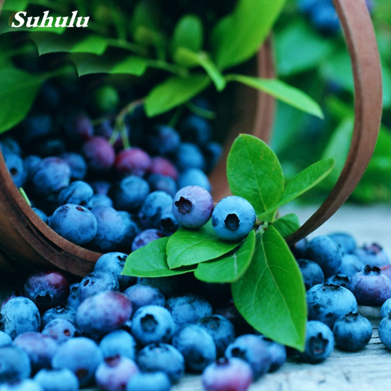 

500 pcs seeds BlueBerry Bonsai Fruit Tree Highbush Blueberries DIY Countyard Bonsai BerryPlant for Home & Garden Decor Easy to Grow Organic Non-GMO Delicious Tasty
