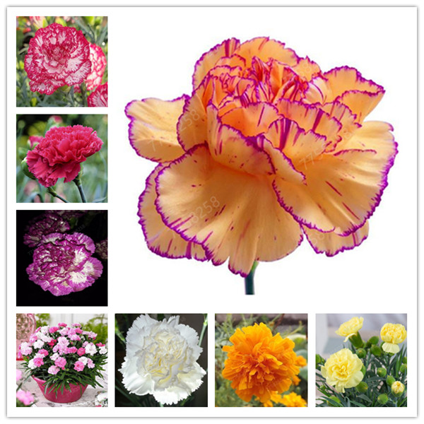 

100 Pcs seeds Carnation Bonsai Dianthus Caryophyllus Flowers Semillas Mother Love Flower Pot Plants Natural Growth Variety of Colors Budding Rate 95% Aerobic Potted