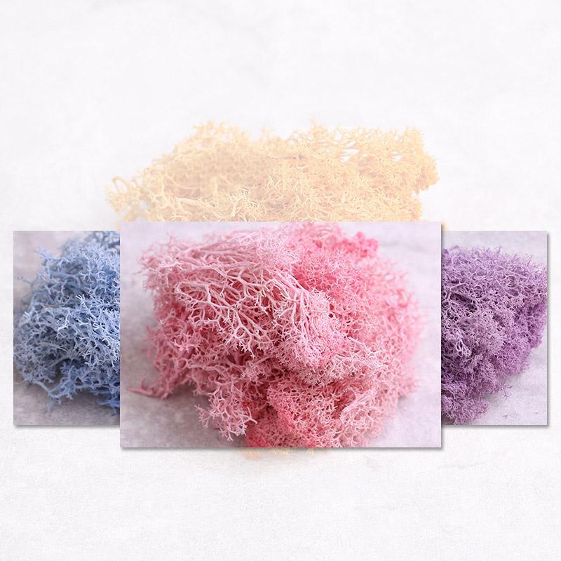 

10g Stabilized Moss Eternal Life Plant Garden Home Decoration Wall DIY Flower Material Mini Garden Micro Landscape Accessories1