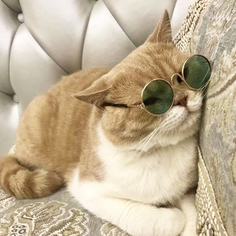 

Cute Pet Dog Cat Retro Fashion Sunglasses Glasses Transparent Eye wear Cosplay Glasses Pet Photos Props Pet Supplies drop ship