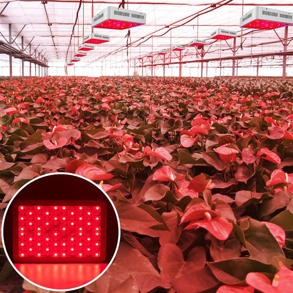 Wholesale vente chaude 600W jetons double 380-730nm spectre de la lumière pleine lumineuse LED plante lampe de croissance blanche matières premiu