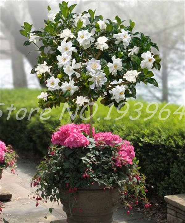 

30 Pcs Potted Plants Jasmine Bonsai Beautiful Jasminum Sambac Flower Plant ,Planting Simple For Home Garden the Budding Rate 97% Natural Growth Variety of Colors
