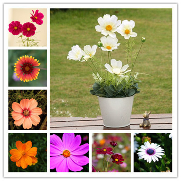 

100pcs Cosmos Flower Seeds for Patio Lawn Garden Supplies The Budding Rate 95% Bonsai Plants Purify The Air Absorb Harmful Gases Natural Growth Variety of Colors