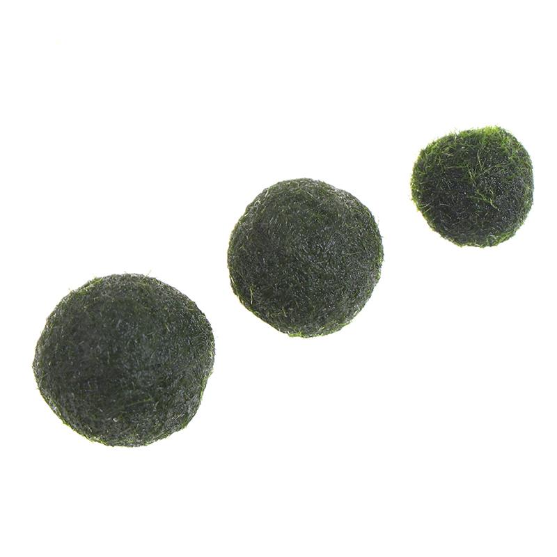 

Japan Genuine Aquarium Ball Landscaping 1cm Chlorella Algae Marimo Happy Environmental Green Seaweed Ball