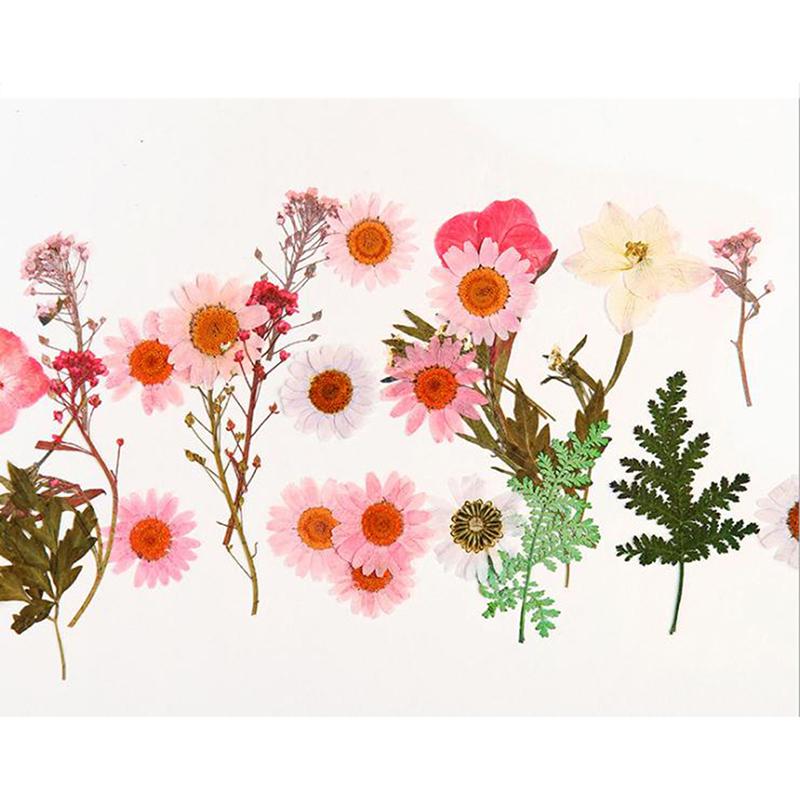 

Dried Flowers Specimen Pressed Scrapbook Bookmark Card DIY Art Craft Decor