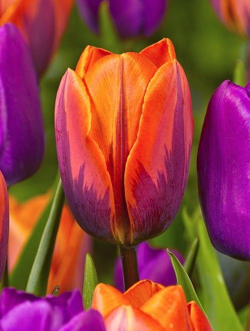 

100pcs Tulip Flower Seeds for Patio Lawn Garden Supplies Bonsai Plants Natural Growth Variety of Colors Planting Season Decorative Landscapi