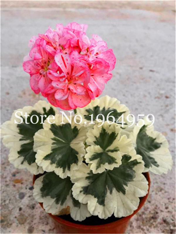 

50 Pcs seeds Bonsai Geranium,Garden Flowers Perennial Fleur Graine ,Mixed Pelargonium Peltatum, Indoor Plants Flower Decorative Landscaping Radiation Protection