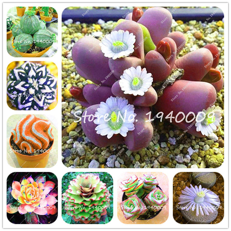 

100 Pcs seeds African Bonsai Indoor Lithops Plant Tree Purify Air Bonsai In The Heat Resistant cactus and succulents The Budding Rate 95% Aerobic Potted Fresh Showy