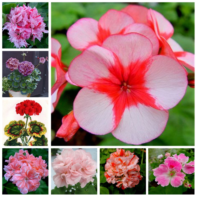 

100 pcs seeds Bonsai Two-color Geranium Plant Perennial Flower Pelargonium Peltatum Potted Planta for Garden Purify The Air Absorb Harmful Gases Variety of Colors