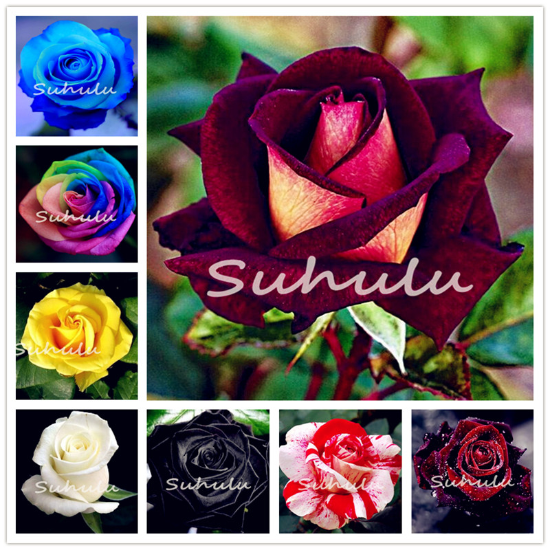 

100Pcs seeds Rare Colors Rose Bonsai Flower flores Courtyard & Balcony Outdoor Plant for Home Garden Radiation Protection Fast Growing Planting Season Purify The Air