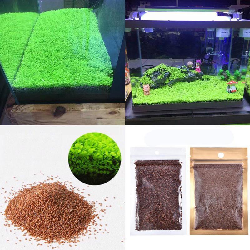 

Aquarium Plant Seed Fish Tank Aquatic Aquatic Plant Seed Easy Aquarium Landscaping Decorative1, Calf grass3