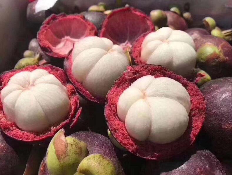 

50 Pcs seeds Family Clusiaceae Garcinia Mangostana Bonsai, Evergreen Tree Purple Mangosteen Fruit Rate 95% Garden Potted Plant Decorative Landscaping Fresh Juicy