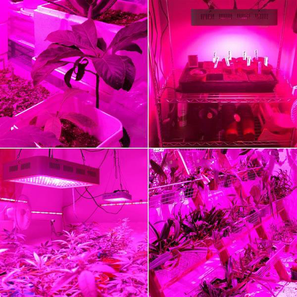 Nouveau Design 2000W Dual Chips 380-730nm Spectrum Full Lumière LED Lampe de croissance de plante Blanc Grow Brillez en gros