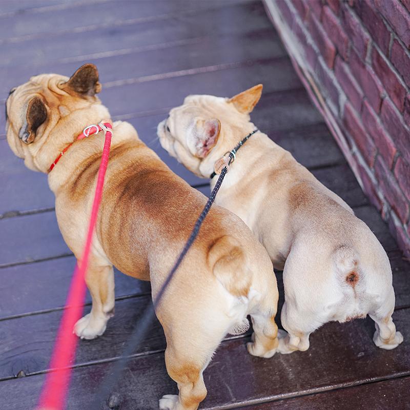 

Pet Leashes Dog Leash Rope Puppy Collar Colourful Pitbull Pug Accessories Laisse Pour Chien Cachorro No Pull Nylon Quick DD55QY