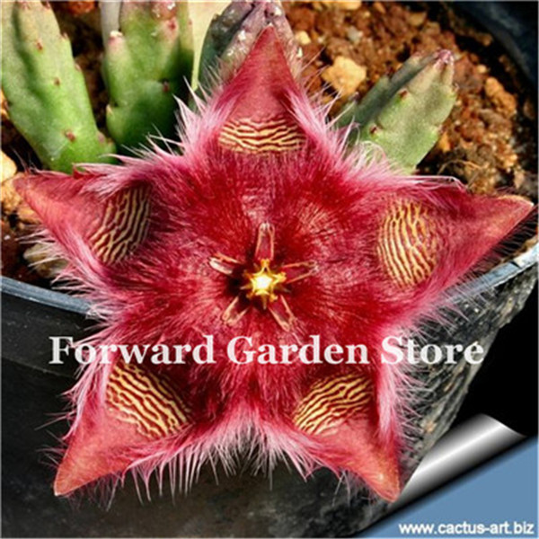 

100 Pcs seeds Stapelia Pulchella Bonsai, Lithops Succulents Raw Stone Cactus Plants Rare For Home & Garden Flower Bonsai Plants Decorative Landscaping Aerobic Potted