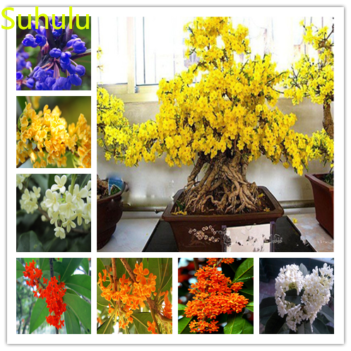 

New Variety 10pcs Sweet scented fragrans Osmanthus Seeds Garden Indoor Flowers Balcony & Courtyard Purifying Air Bonsai Plant All for the garden