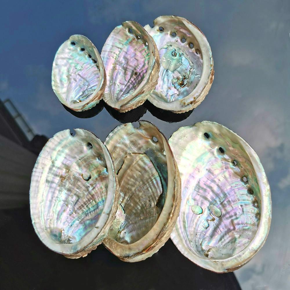 

5 Sizes Abalone Shell Nautical Decor Seashell Beach Wedding Shells Ocean Decor Jewelry Diy Shell Soap Dish Aquarium Home Decor H jllTrJ